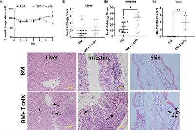 Early Endothelial Activation in a Mouse Model of Graft vs Host Disease Following Chemotherapy